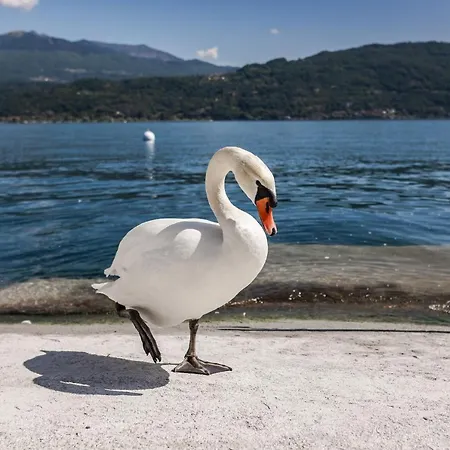 شقة فندقية Maggiore Bay بافينو